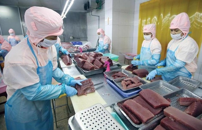 Xuất khẩu cá ngừ sang Mỹ tăng chậm lại