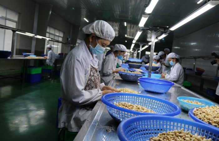 Hạ chỉ tiêu kim ngạch xuất khẩu điều nhân năm 2023