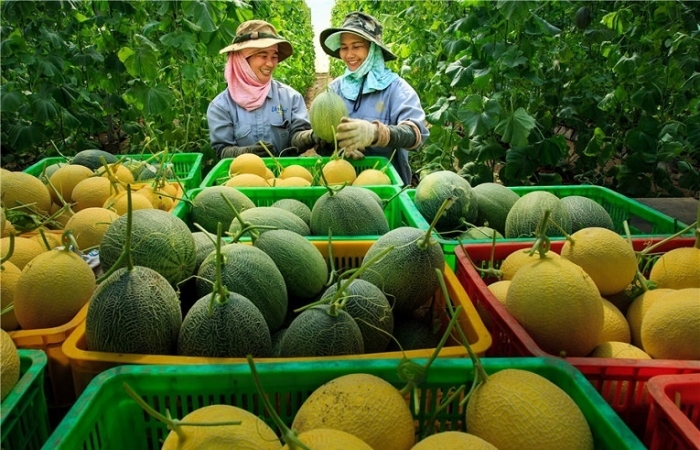 Liên kết sản xuất tạo sự cộng hưởng cho kinh tế phát triển