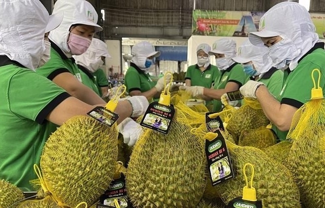 Sầu riêng lọt vào "câu lạc bộ" xuất khẩu tỷ USD