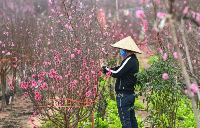 Cố định cho lịch nghỉ Tết