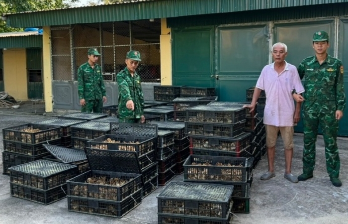 Quảng Ninh: Lại phát hiện 17.760 con gia cầm giống nhập lậu