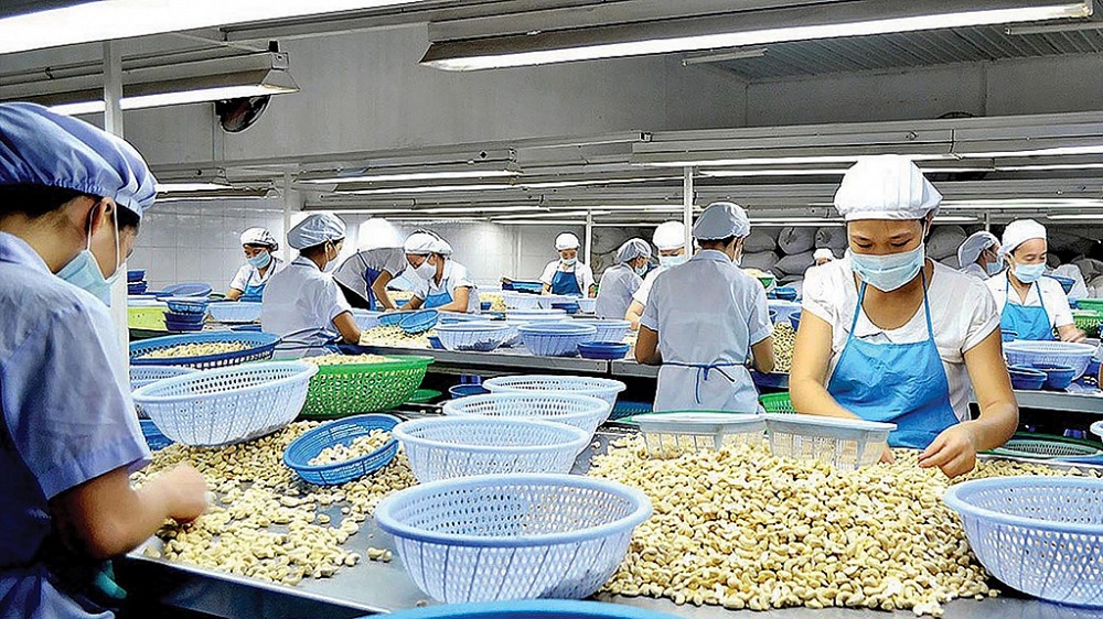 Tất cả lô hàng điều nhân xuất khẩu hiện đều được kiểm định chất lượng bởi các đơn vị giám định độc lập. 	Ảnh minh họa