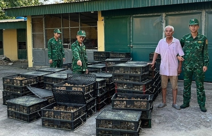 Móng Cái: Ngăn chặn gia cầm giống, sản phẩm động vật nhập lậu