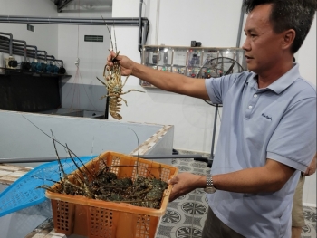 Phát triển nuôi tôm nước lợ, hướng đến mở rộng xuất khẩu