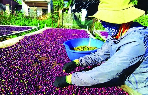 Cần đẩy mạnh xuất khẩu cà phê nhân sang thị trường Trung Quốc