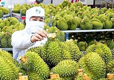 Đạt chưa đến 400 triệu USD, xuất khẩu rau quả giảm mạnh trong tháng 11
