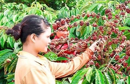 Xuất khẩu hơn 1 triệu tấn cà phê, giá khởi sắc