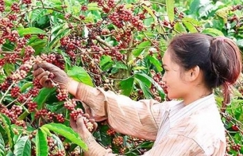 Ấn tượng xuất khẩu cà phê - mới hơn 7 tháng kim ngạch vượt cả năm 2024