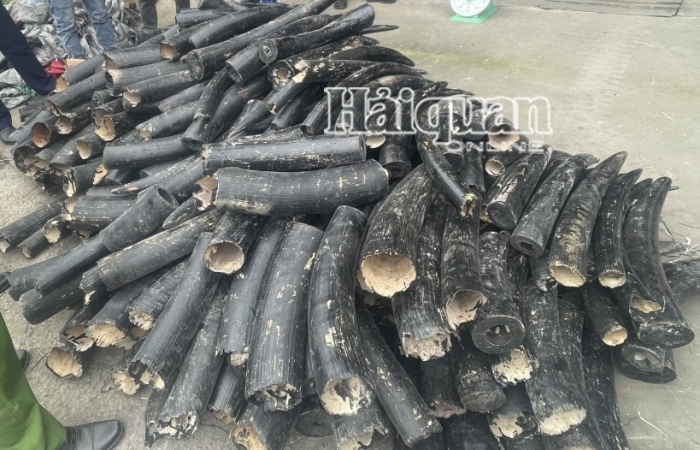Hải quan Hải Phòng phát hiện vụ nhập lậu 1,6 tấn ngà voi với chiêu thức tinh vi