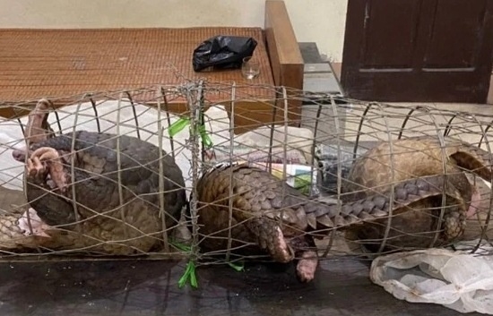 Nghệ An: Bắt 2 đối tượng vận chuyển trái phép 3 cá thể tê tê