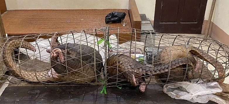 Tang vật thu giữ. Ảnh: Trọng Tuấn