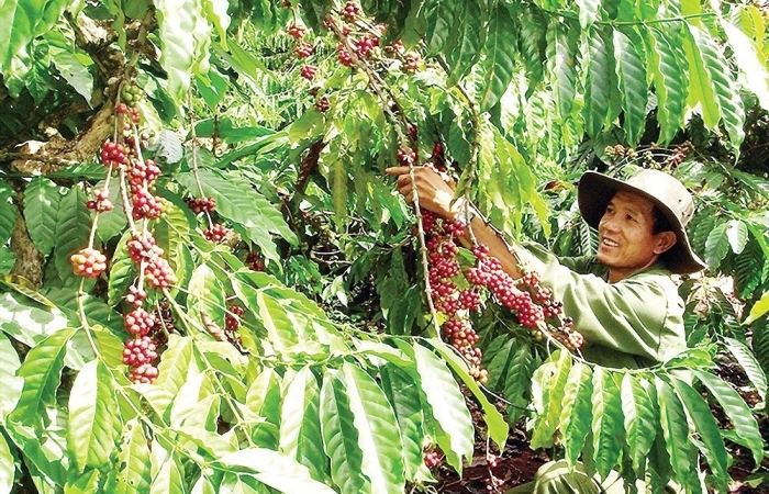 Hợp tác xã chia sẻ kinh nghiệm tìm kiếm nguồn vốn cho sản xuất kinh doanh