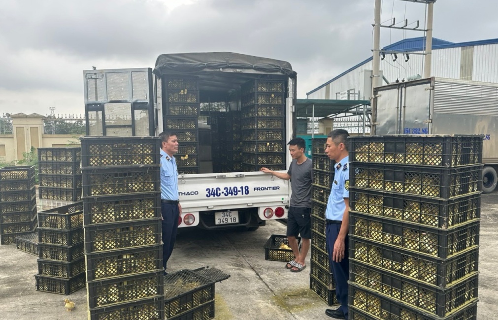 Thu giữ hơn 25.000 con gia cầm giống không rõ nguồn gốc