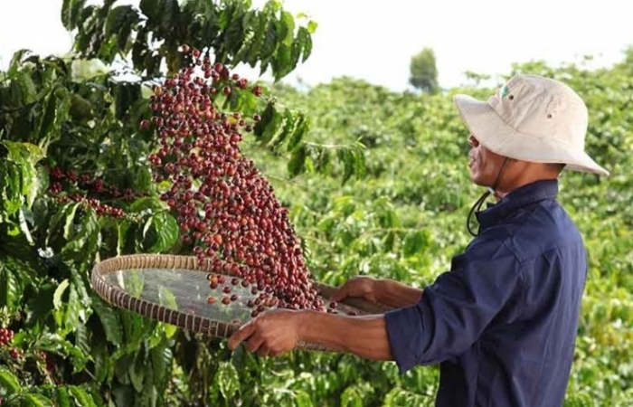 Nestlé tăng cường áp dụng nông nghiệp tái sinh
