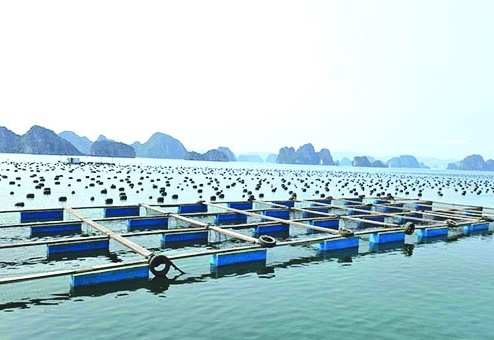 Quyết tâm cao nhất để gỡ “thẻ vàng” IUU