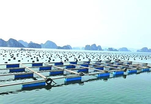 Quyết tâm cao nhất để gỡ “thẻ vàng” IUU