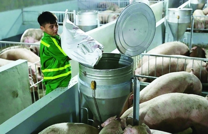 Đảm bảo nguồn cung thịt lợn cho những tháng cuối năm
