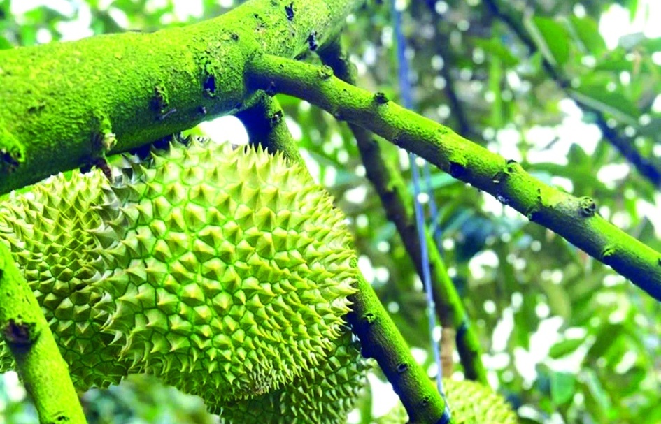 Nhiều dư địa cho trái cây Việt Nam chinh phục thị trường thế giới