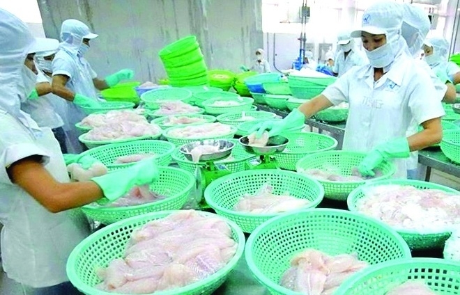 CPTPP và Nam Mỹ trở thành trụ cột tăng trưởng xuất khẩu cá tra