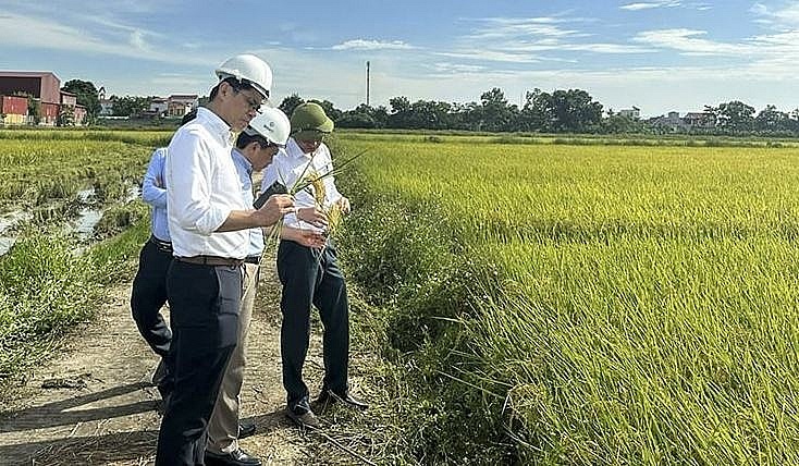 Đại diện Công ty CP Mía đường Lam Sơn và đối tác Công ty Kematsu (Nhật Bản) kiểm tra chất lượng lúa tại thị trấn Thiệu Hóa.