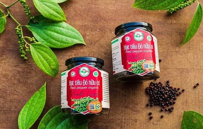 Hạt tiêu đỏ hữu cơ Vĩnh Linh: Từ vùng cát khô đến kệ hàng xuất khẩu