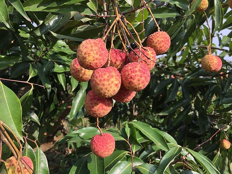 Chủ động phương án tiêu thụ và xuất khẩu vải thiều