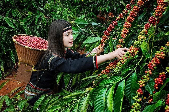 Giá tăng kỷ lục, xuất khẩu cà phê Việt thu về 3,8 tỷ USD