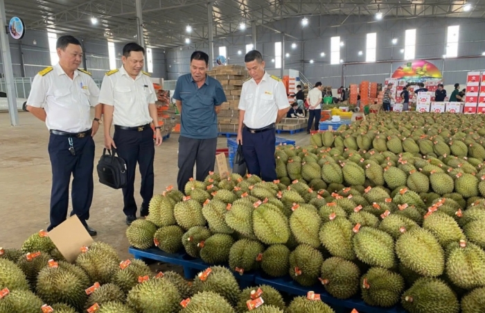 Thuế tỉnh Đắk Lắk: Tăng cường chống thất thu trong kinh doanh sầu riêng