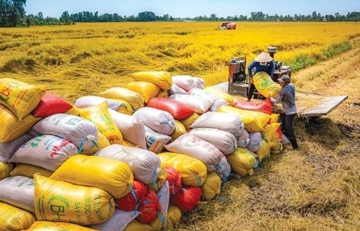 Tháo gỡ khó khăn cho xuất khẩu gạo