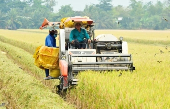 Đồng Tháp: Xây dựng chuỗi cung ứng thương mại điện tử cho nông sản