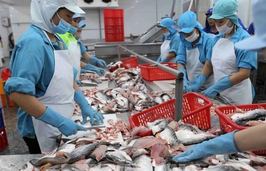 Xuất khẩu cá tra có thể vượt 2 tỷ USD