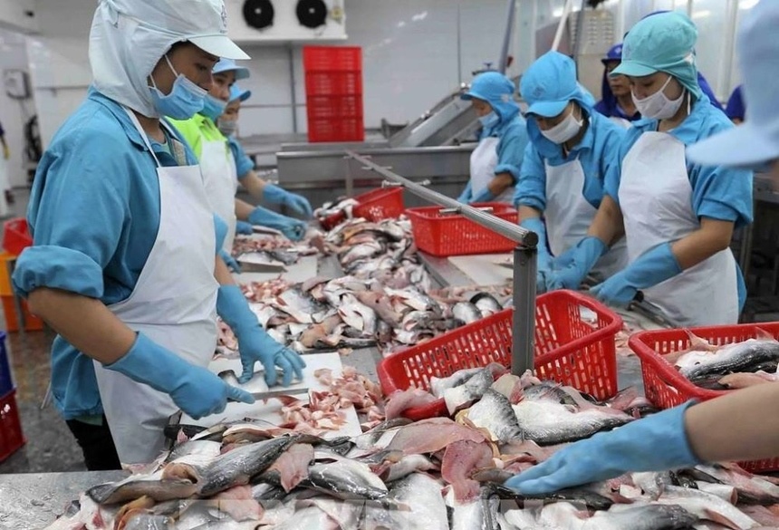 Xuất khẩu cá tra có thể vượt 2 tỷ USD