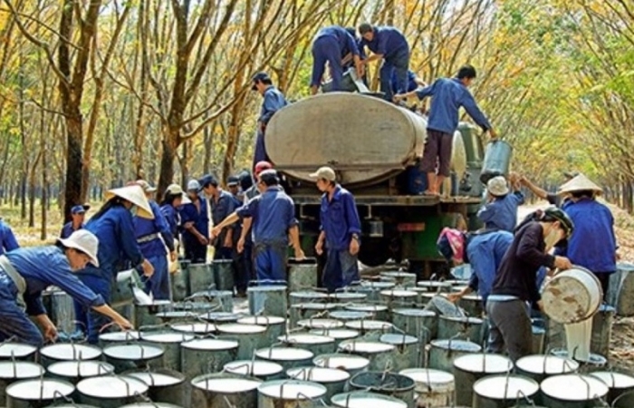 Xuất nhập khẩu cao su bứt tốc, thị trường sôi động trở lại