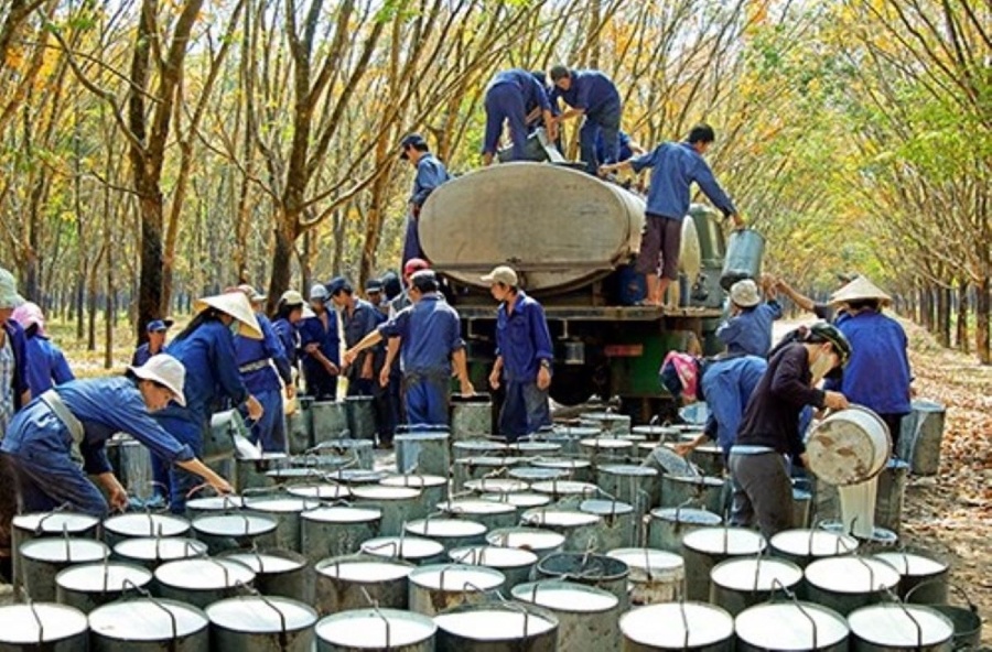 Xuất nhập khẩu cao su bứt tốc, thị trường sôi động trở lại