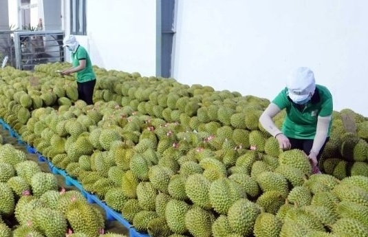Xuất khẩu rau quả tăng tốc hướng tới kỷ lục 8 tỷ USD