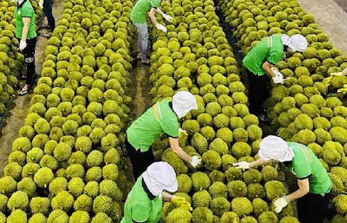 Việt Nam vào Top 3 thị trường cung cấp rau quả cho Trung Quốc