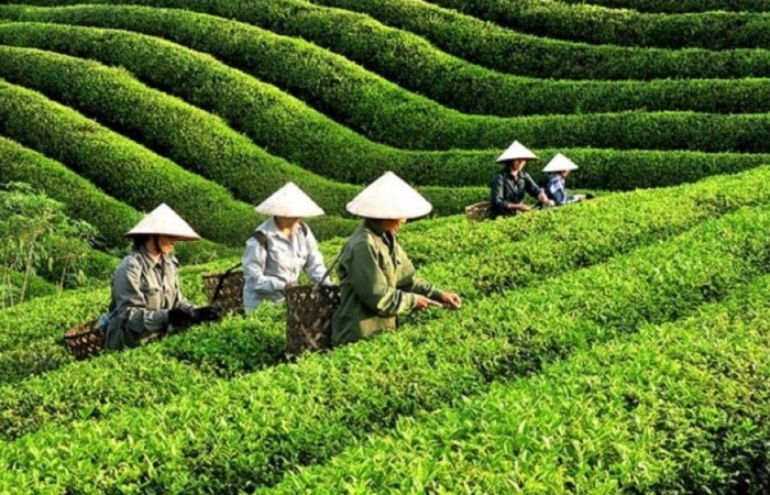 Giá chè xuất khẩu phục hồi nhẹ