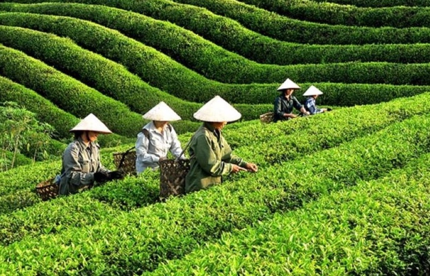 Giá chè xuất khẩu phục hồi nhẹ