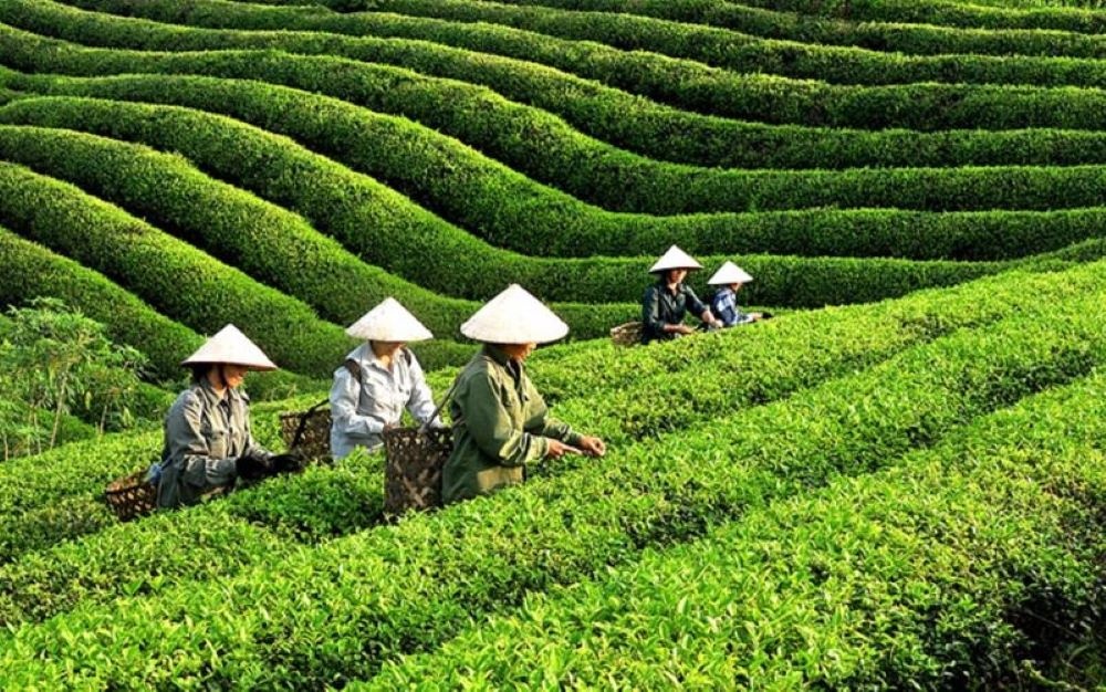 Giá chè xuất khẩu phục hồi nhẹ