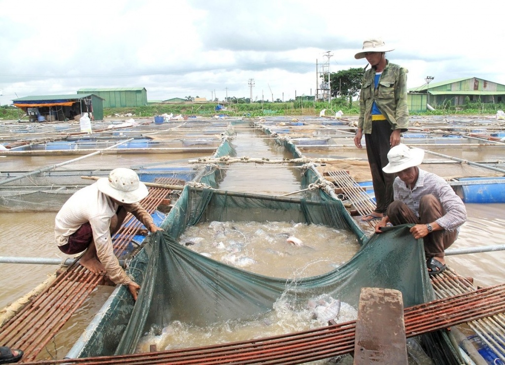 Xuất khẩu cá rô phi 8 tháng vượt 5 năm