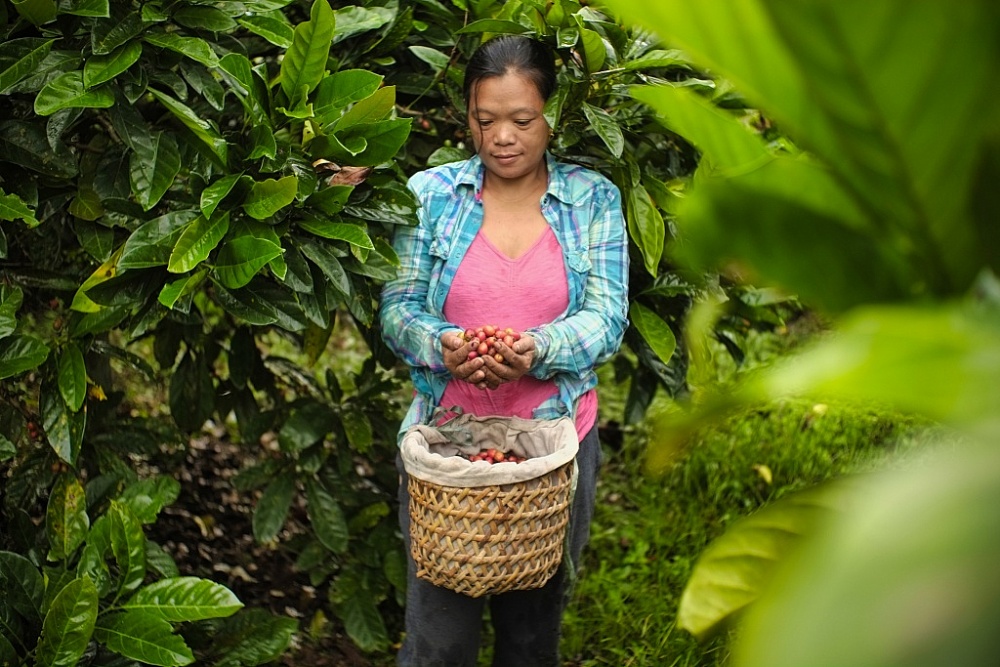 Nông dân trồng cà phê quy mô nhỏ. Nguồn ảnh: ADB