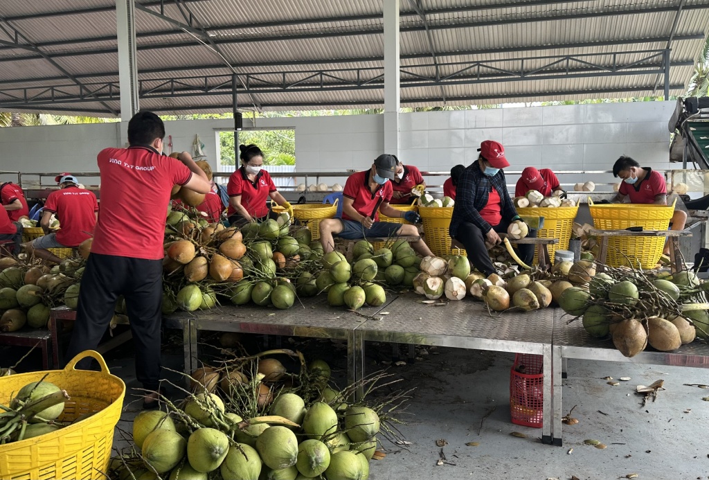 Dừa Việt Nam chinh phục thị trường Mỹ