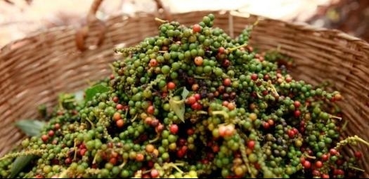 Giá hồ tiêu trong nước tạm dừng đà giảm - doanh nghiệp cần điều chỉnh thu mua