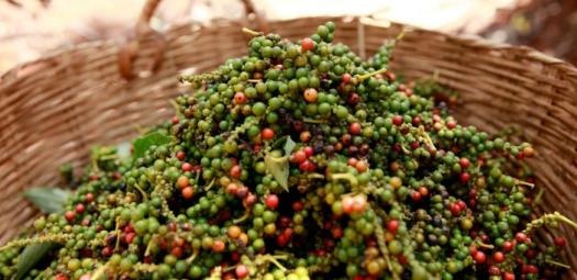Giá hồ tiêu trong nước tạm dừng đà giảm - doanh nghiệp cần điều chỉnh thu mua