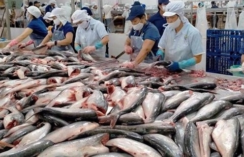 Cá tra Việt Nam chinh phục thị trường Brazil