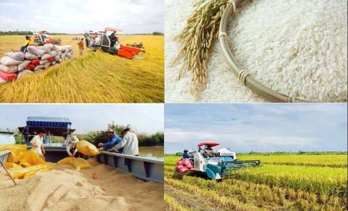 Kinh doanh lúa, gạo trầm lắng: Giải mã sự "thận trọng" của thương lái và kho gạo