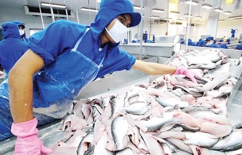Xuất khẩu cá tra tăng nhờ thị trường CPTPP và sản phẩm chế biến