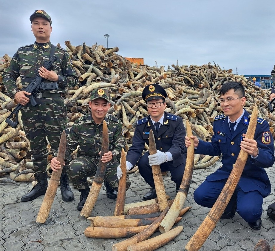 Tiêu hủy 615 kg ngà voi nhập lậu tại Hải Phòng