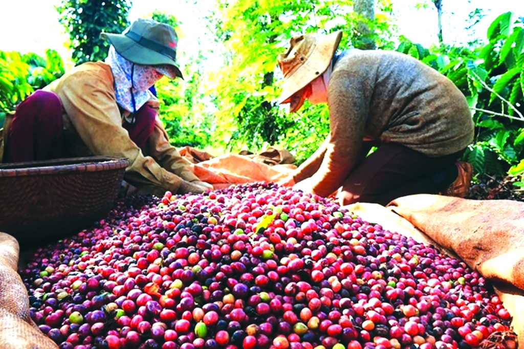 Các sản phẩm cà phê Việt Nam đã được xuất khẩu đến hơn 80 quốc gia và vùng lãnh thổ. 	Ảnh: ST Các sản phẩm cà phê Việt Nam đã được xuất khẩu đến hơn 80 quốc gia và vùng lãnh thổ. 	Ảnh: ST